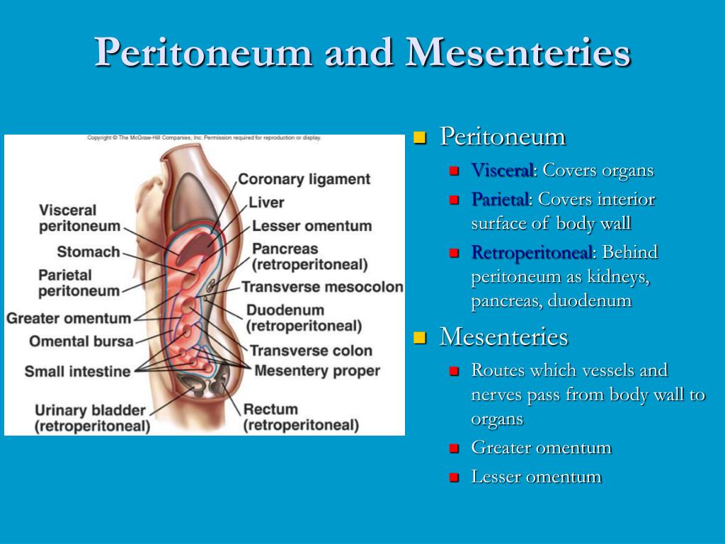 Digestive System Anatomy PowerPoint Presentation, free download ... Biology Diagrams