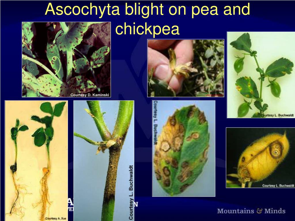 ascochyta leaf blight treatment ascochyta leaf blight treatment