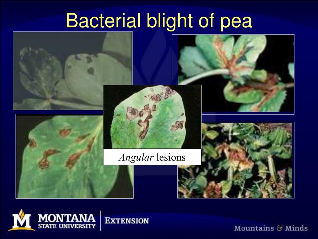 PPT Ascochyta blight on pea and chickpea PowerPoint Presentation