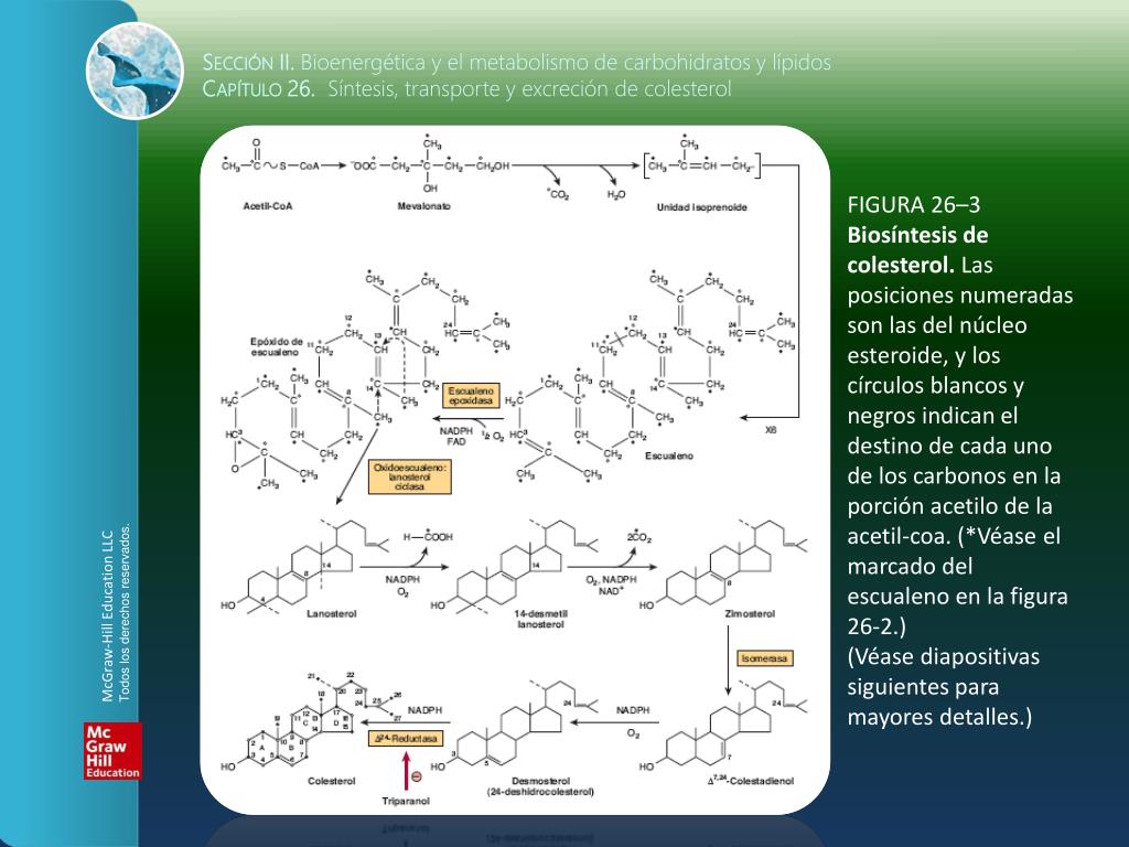 La fea verdad sobre crema esteroides