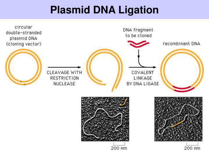 PPT Genomic DNA Cloning PowerPoint Presentation ID3922446