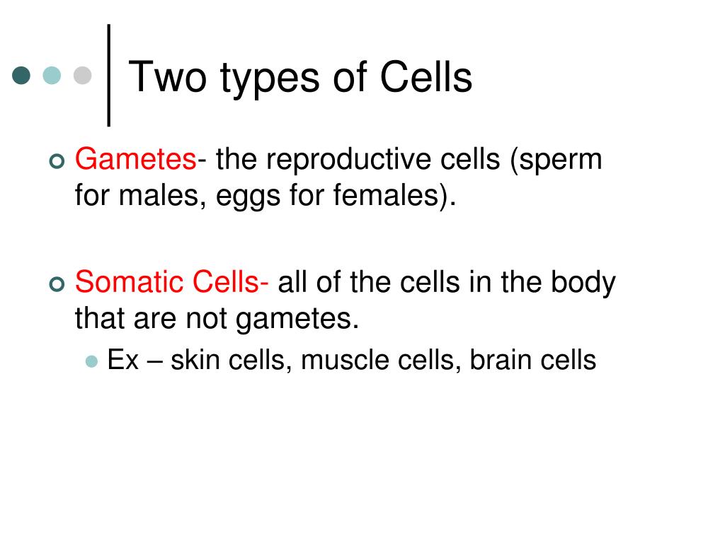 Ppt Chromosomes The Cell Cycle And Mitosis Powerpoint Presentation