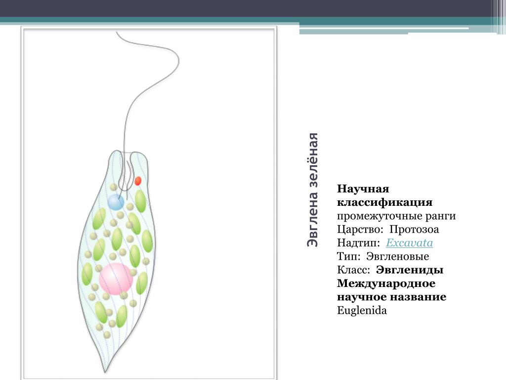 PPT - Жгутиконосцы PowerPoint Presentation, free download - ID:3927246