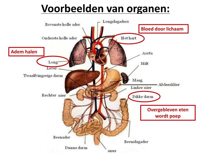 PPT - Het menselijk lichaam PowerPoint Presentation - ID:3927316