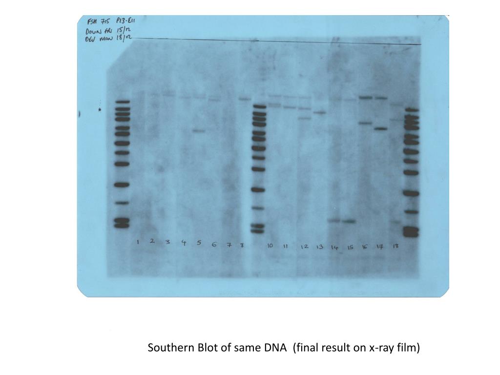 PPT - Restriction Enzyme Digestion & Southern Blotting of DNA PowerPoint  Presentation - ID:3930738