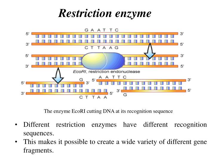PPT Restriction Enzyme Digestion & Southern Blotting of