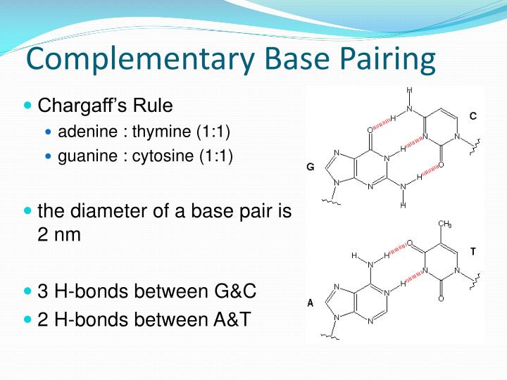 Complementary base pairing takes place between the river fixed limit betting rules on blackjack