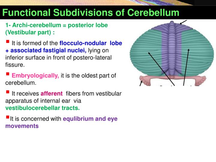 functional subdivisions of the orbito frontal cortex The prefrontal cortex (pfc) is the anterior part of the frontal lobes of the brain, lying in front of the motor and premotor areas this brain region has been implicated in planning complex cognitive behavior, personality expression, decision making, and moderating social behavior the basic activity of this brain region is considered to be orchestration of thoughts and actions in accordance. functional subdivisions of the orbito frontal cortex The prefrontal cortex (pfc) is the anterior part of the frontal lobes of the brain, lying in front of the motor and premotor areas this brain region has been implicated in planning complex cognitive behavior, personality expression, decision making, and moderating social behavior the basic activity of this brain region is considered to be orchestration of thoughts and actions in accordance.