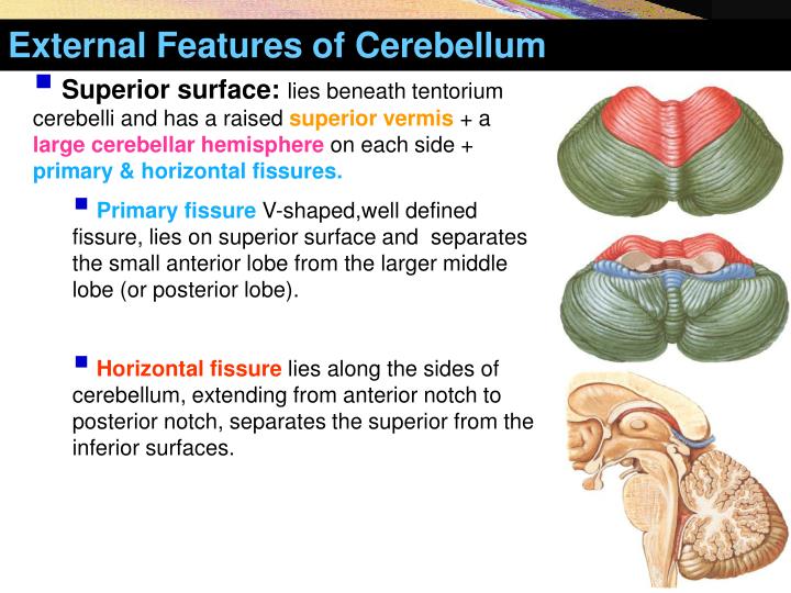 PPT Cerebellum (Latin for Little Brain ) PowerPoint Presentation ID3932173