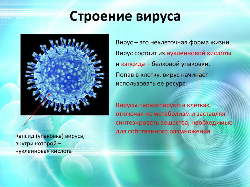 Нуклеиновые формы жизни. Вирус. Вирусы и их строение. Вирусные инфекции. Строение вируса.