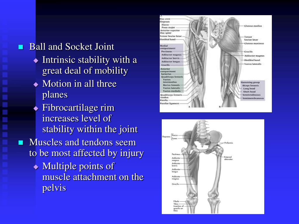 PPT - Chapter 21: Rehabilitation of Groin, Hip and Thigh Injuries ...