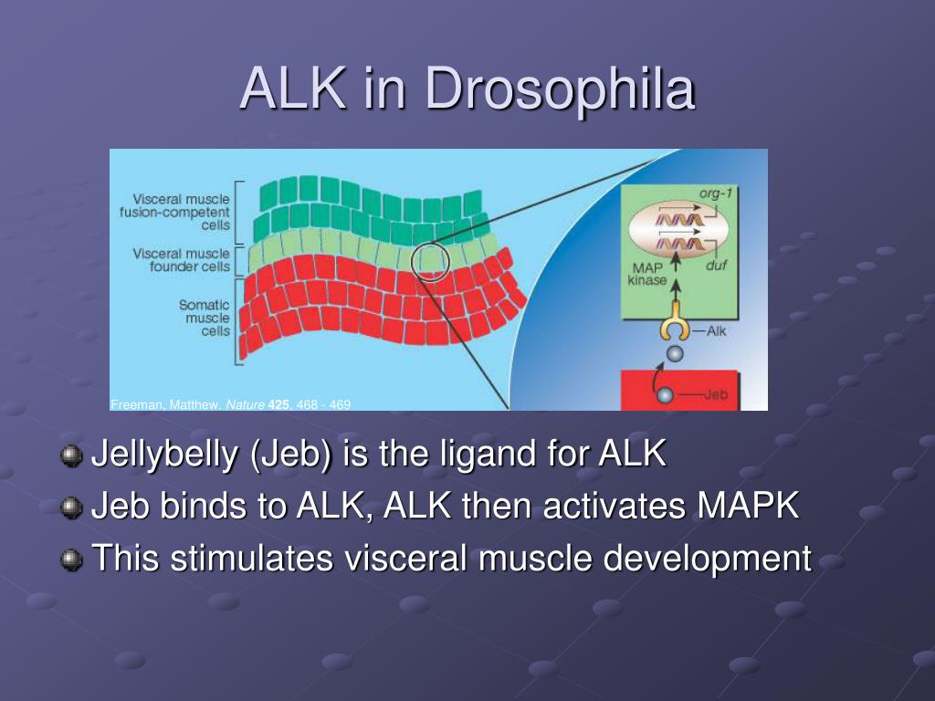 PPT - The Role of Alk in Anaplastic Large-cell Lymphoma (ALCL ...