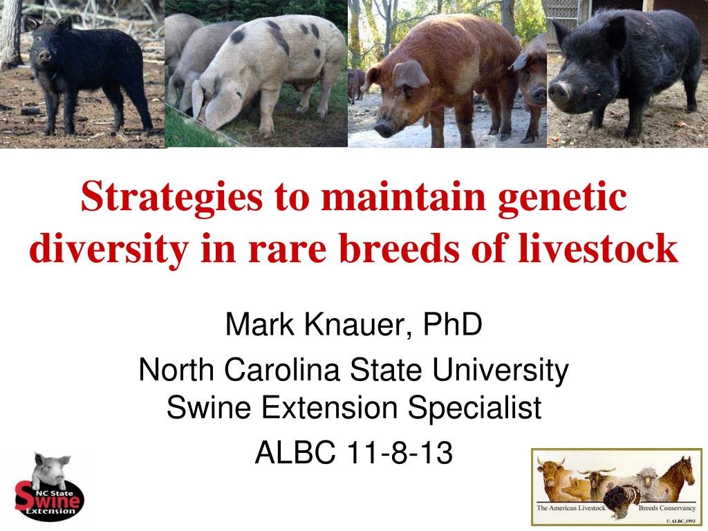 PPT - Strategies to maintain genetic diversity in rare breeds of livestock  PowerPoint Presentation - ID:3936536