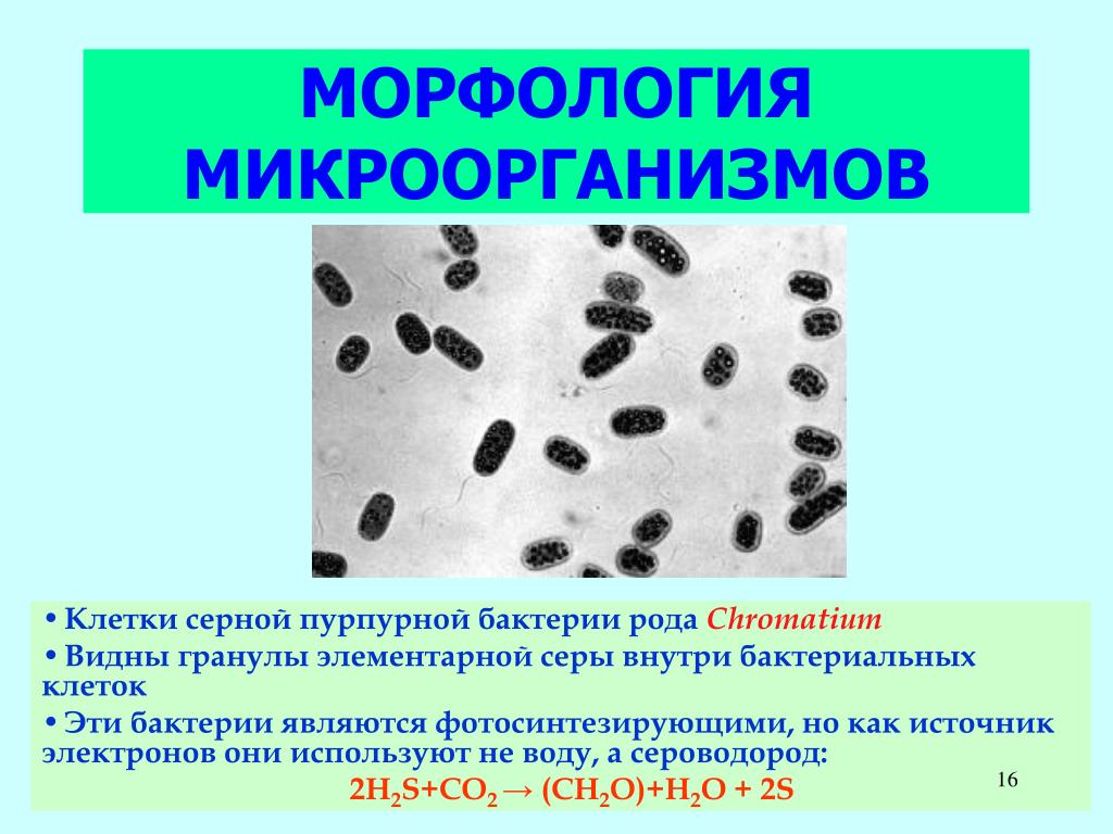 Сероводород бактерии. Морфология микробной клетки. Морфология микроорганизмов бактерии. Морфология патогенных микробов. Морфологические типы микроорганизмов.