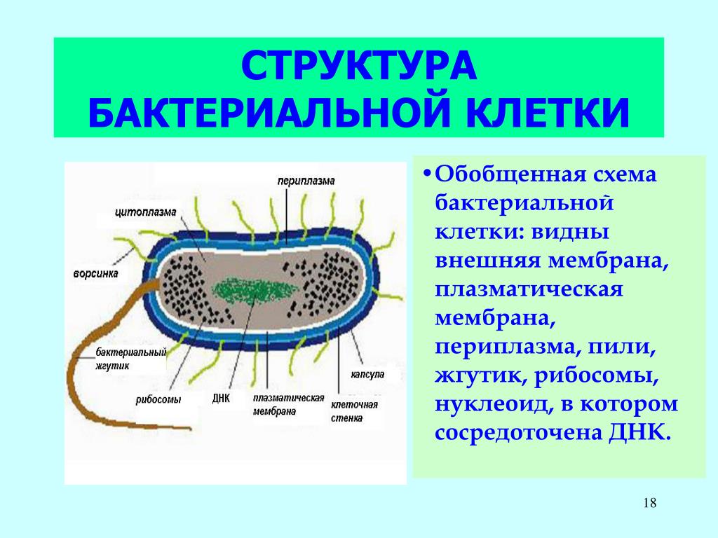 Ядерное вещество у бактерий расположено в. Структура строения бактериальной клетки. Эубактерии строение бактериальной клетки. Строение клетки бактерии органоиды. Схема строения бактериальной клетки микробиология.