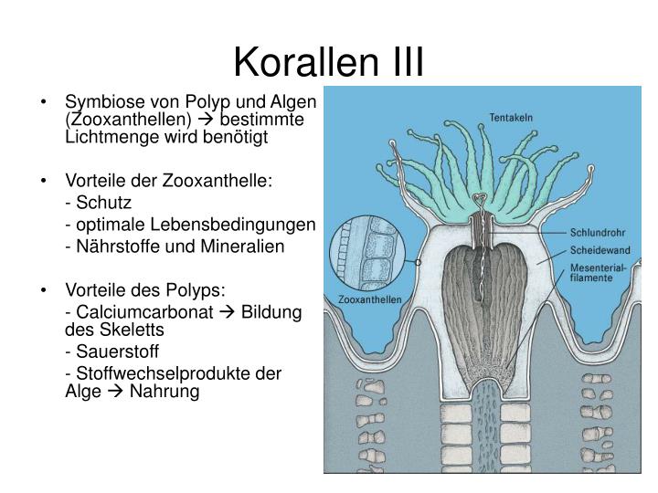 Korallen Aufbau Korallen Aufbau