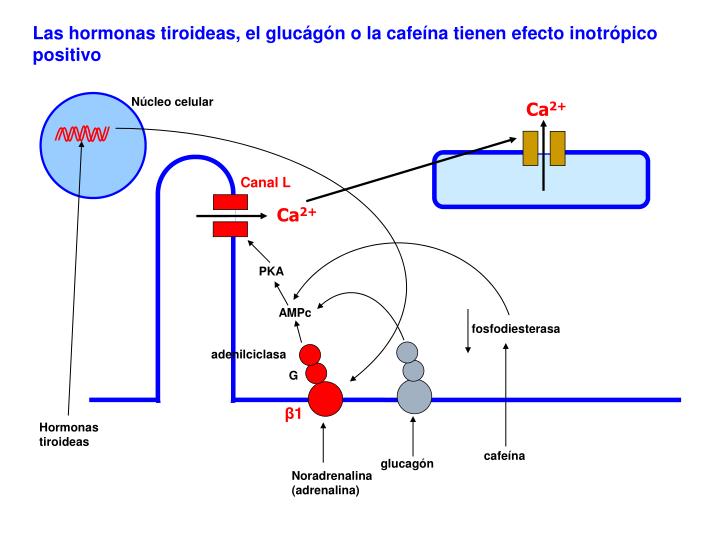 PPT - FUNCIÓN VENTRICULAR PowerPoint Presentation - ID:3942053