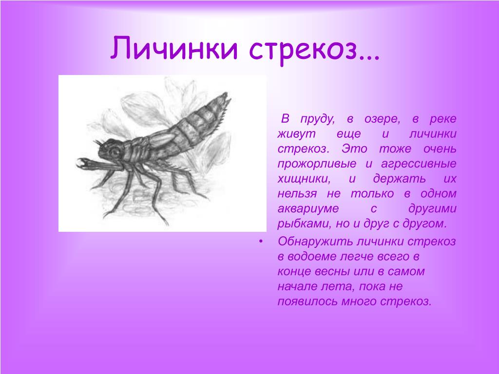 Аскарида личинка стрекозы