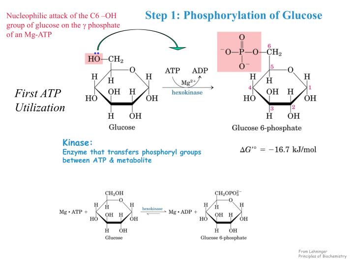 Ppt - Chapter 17 Glycolysis Powerpoint Presentation - Id:3944696