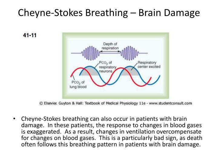 PPT Regulation of Respiration PowerPoint Presentation ID3946825