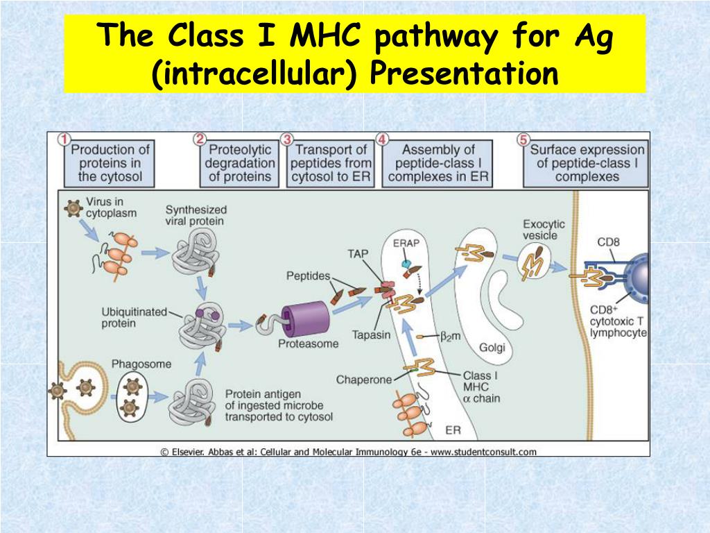 PPT Antigen Presentation Cell Cooperation In Antibody Response 