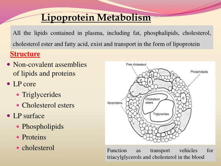 Lipoprotein senken