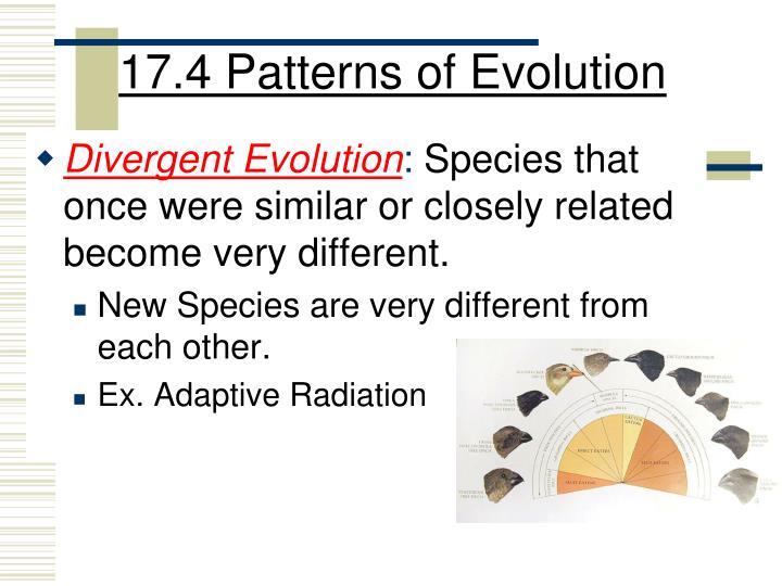 PPT Chapter 60 Evolution Of Populations PowerPoint Presentation Inspiration Section 174 Patterns Of Evolution PPT Chapter 60 Evolution Of Populations PowerPoint Presentation Inspiration Section 174 Patterns Of Evolution
