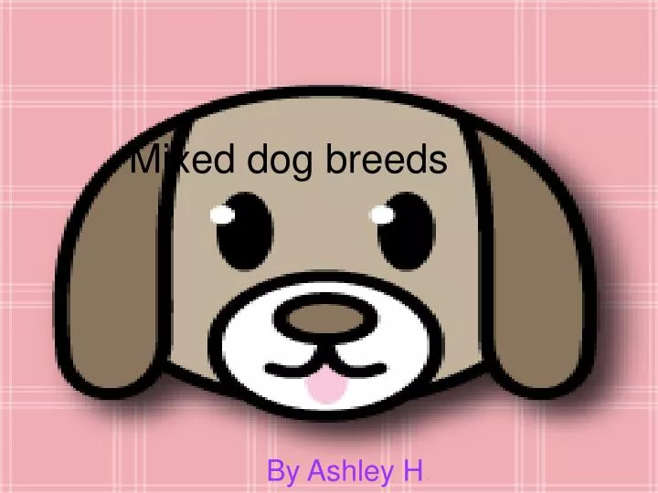 mixed dog breeds n.