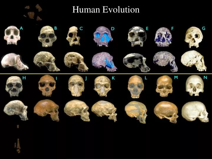human evolution and the fossil record An overview of human evolution, summarizing current thinking and describing the fossil evidence for australopithecus and homo also refutes many creationist arguments about human evolution. human evolution and the fossil record An overview of human evolution, summarizing current thinking and describing the fossil evidence for australopithecus and homo also refutes many creationist arguments about human evolution.