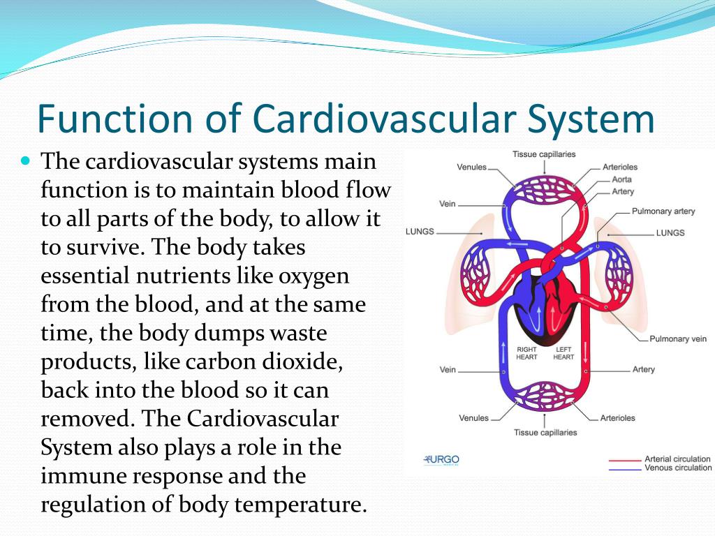 presentation cardiovascular system