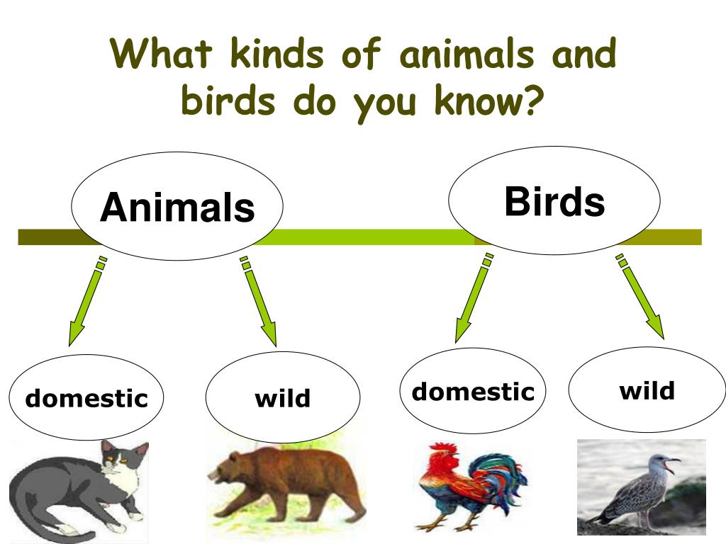 Different kind of animal. Презентация на тему animals. Английский язык уроки по теме animals. Животные can. Animals открытый урок.