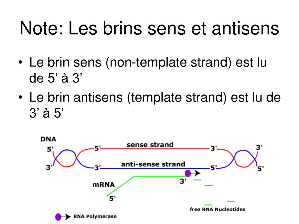 PPT - Synthèse des protéines PowerPoint Presentation, free download