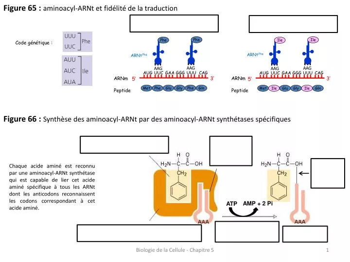 PPT - Figure 65 : aminoacyl-ARNt et fidélité de la traduction ...