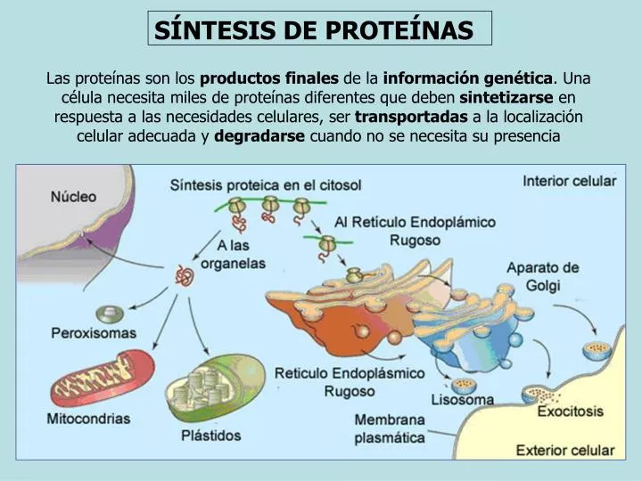 Cetosis proteinas