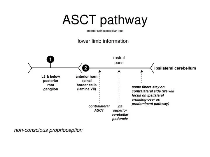 asct pathway n.