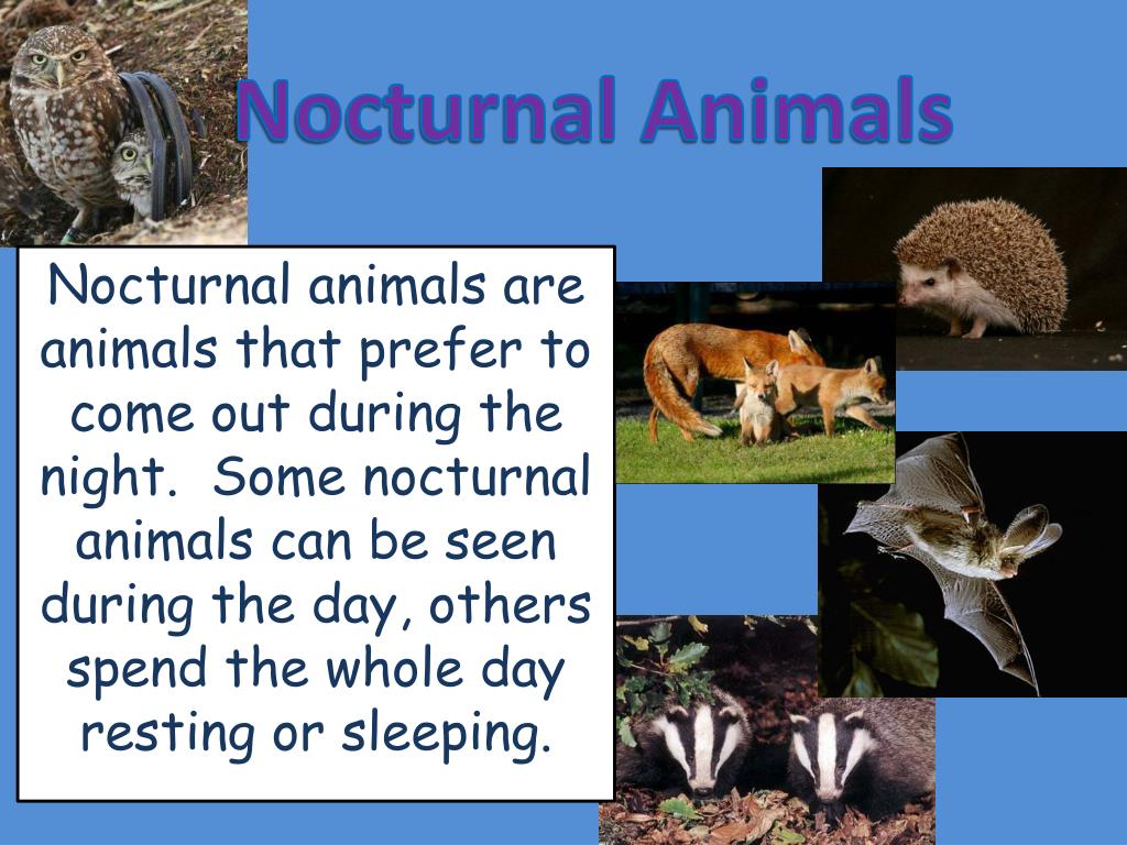 Ppt Nocturnal Animals Powerpoint Presentation Free Download Id 3956226