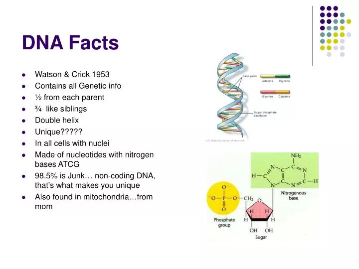 Ppt Dna Facts Powerpoint Presentation Free Download Id