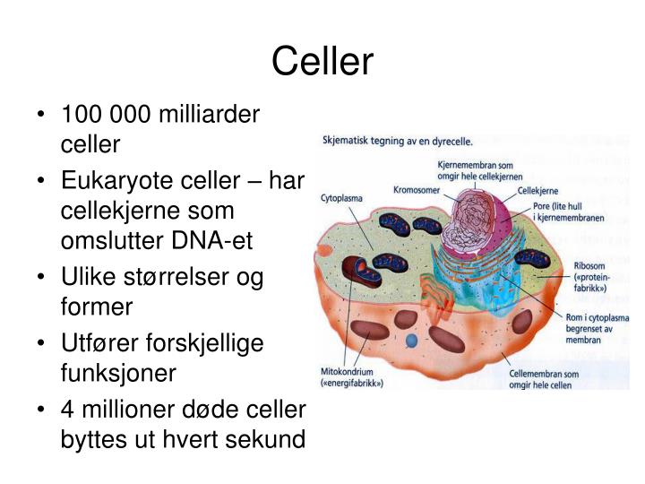 Eukaryote Celler