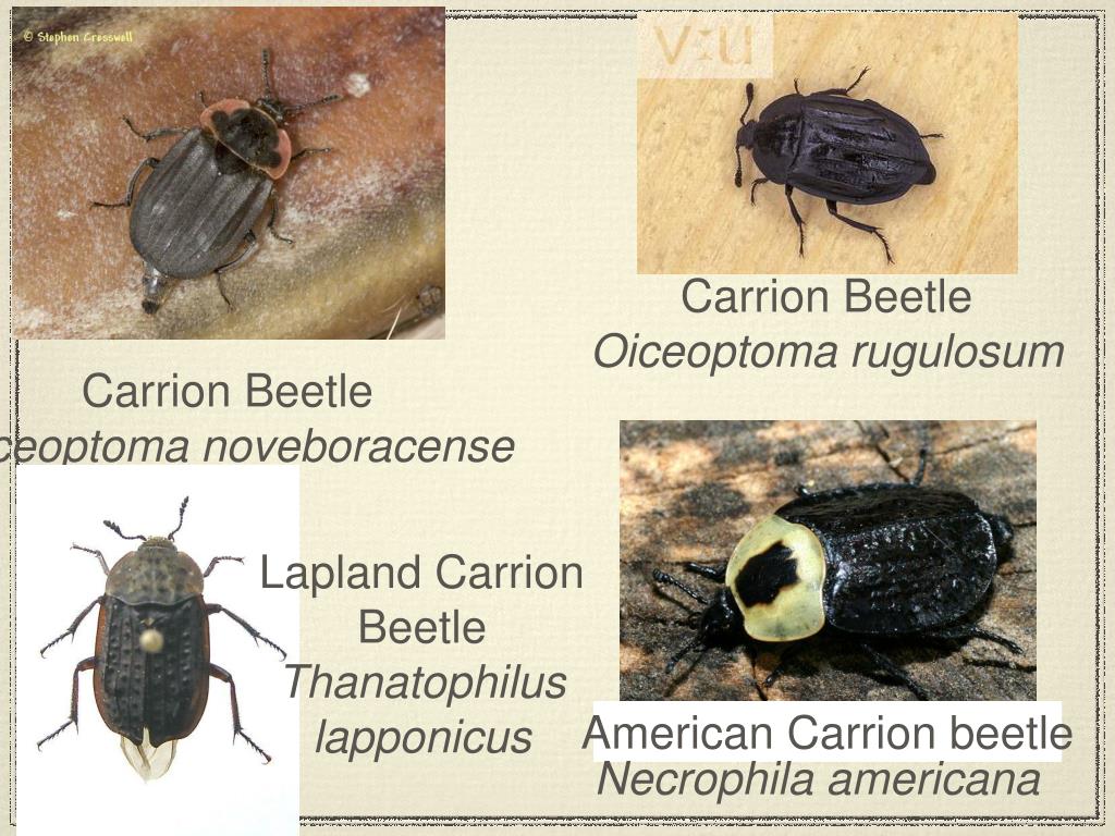 PPT - Beetles of Forensic Importance pt. 2 PowerPoint Presentation ...