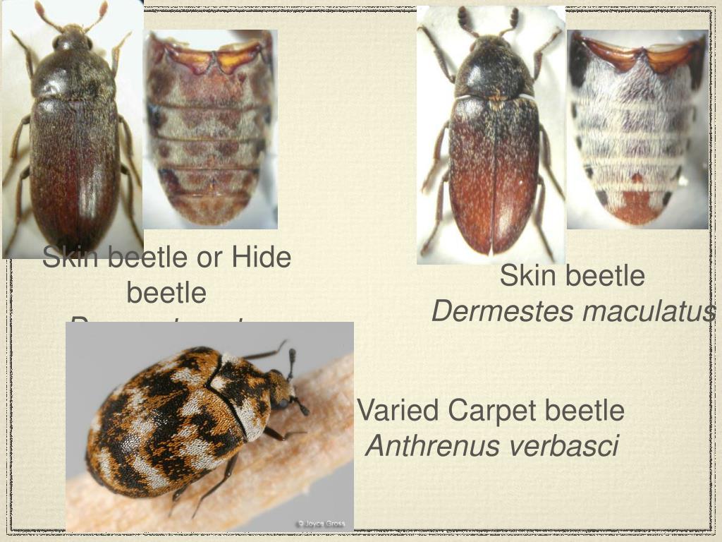 PPT - Beetles of Forensic Importance pt. 2 PowerPoint Presentation ...