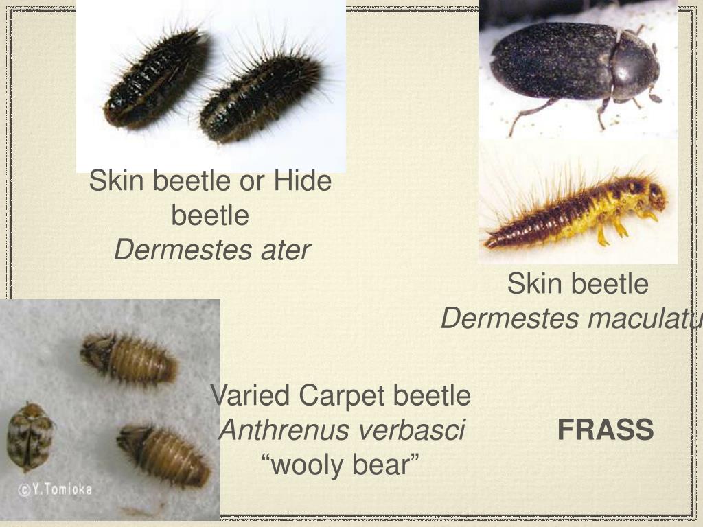 PPT - Beetles of Forensic Importance pt. 2 PowerPoint Presentation ...