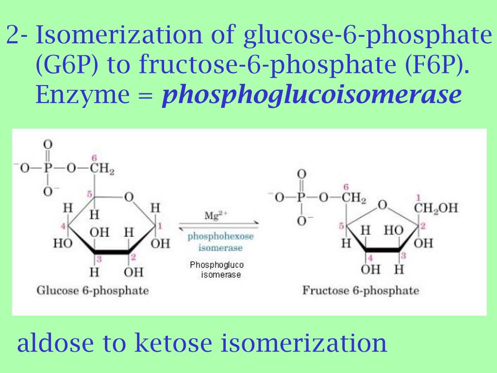 Фруктоза ферменты. Glucose 6 phosphate. Глюкозамин 6 фосфат. B D фруктоза 6 фосфат. Глюкозамин 6 фосфат в глюкозамин 1 фосфат.