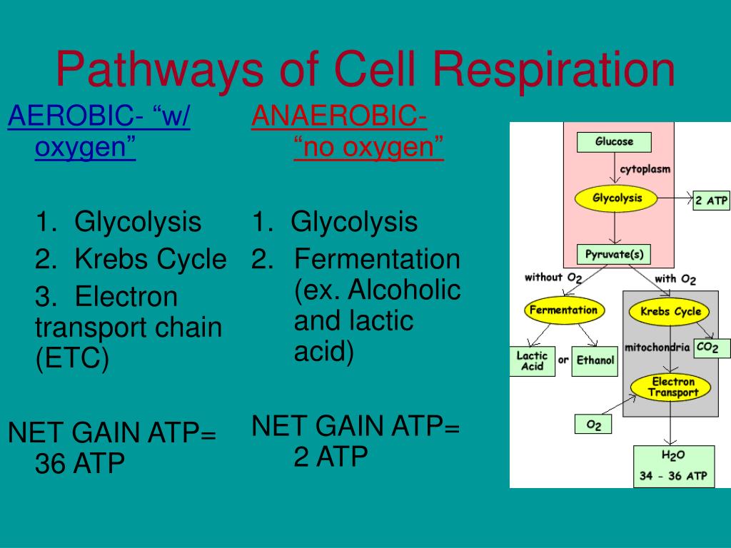 Respiration Path Notes PPT - Cellular Respiration Process and Energy Production PowerPoint ...