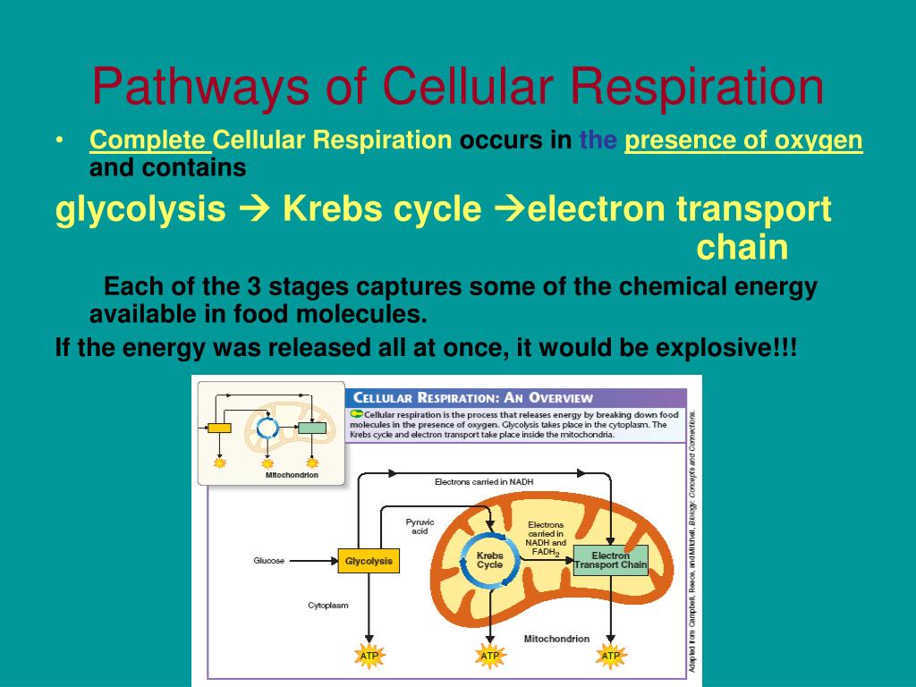 PPT - Cellular Respiration Process and Energy Production PowerPoint ...