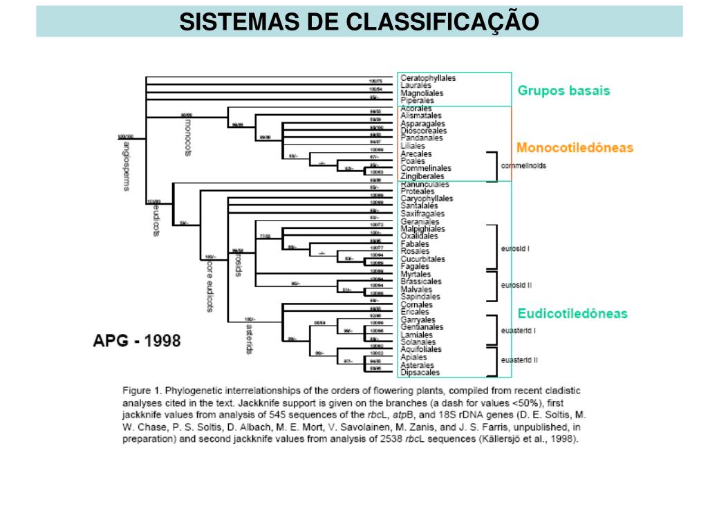 PPT - SISTEMAS DE CLASSIFICAÇÃO PowerPoint Presentation, free download -  ID:3960519, image size:1024x768
