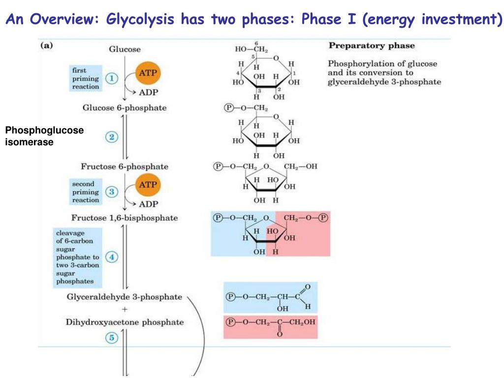 energy investment phase glycolysis