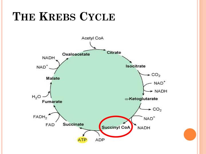 PPT BETAOXIDATION OF FATTY ACIDS PowerPoint Presentation ID3960874
