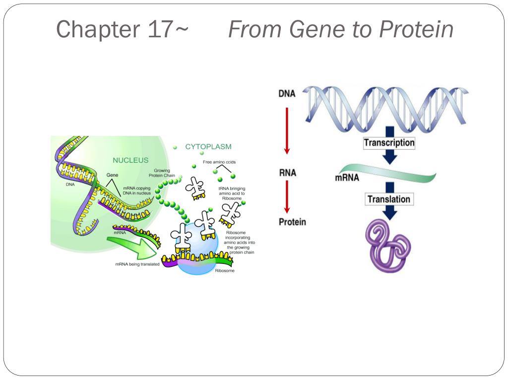 translate dna to protein serial cloner translate dna to protein serial cloner