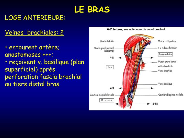 PPT LE BRAS PowerPoint Presentation ID3963347