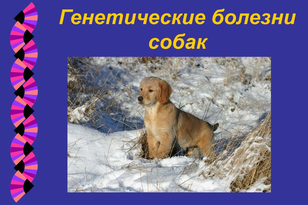 PPT Ð“ÐµÐ½ÐµÑ‚Ð¸Ñ‡ÐµÑ ÐºÐ¾Ðµ Ñ‚ÐµÑ Ñ‚Ð¸Ñ€Ð¾Ð²Ð°Ð½Ð¸Ðµ и ÐºÐ¾Ð½Ñ ÑƒÐ»ÑŒÑ‚Ð°Ñ†Ð¸Ð¸ Ð´Ð»Ñ Ð¿Ñ€Ð